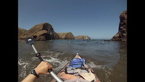 Kayaking through pelicanism