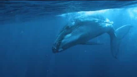 Un plongeur filme une baleine à bosse de tout près