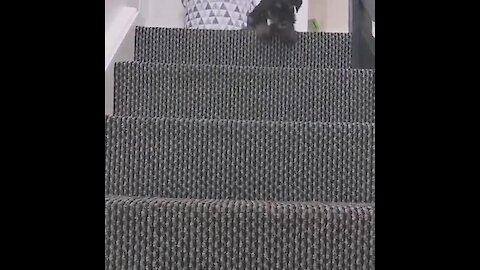 Puppy shows the best way to get down the stairs