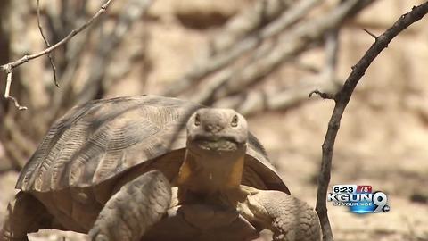 AZGFD now taking applications for desert tortoise adptions