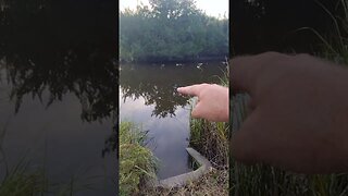 Sneaky Alligator