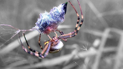 The wasp spider (Argiope bruennichi) attacked the caterpillar.