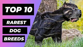 TOP 10 RAREST Dog Breeds In The World | 1 Minute Animals