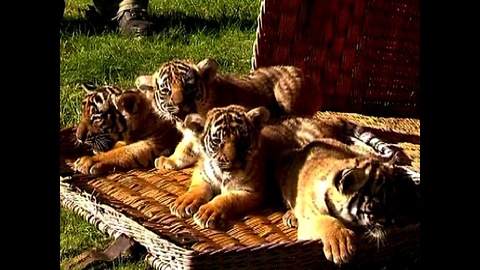 Tiger Cub Quadruplets!