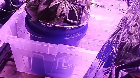 Seedsman Northern Lights Auto Day 26