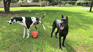 Funny Great Dane Interrupts Playtime To Water The Jolly Ball