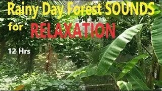 Rainforest Relaxing Rain & Bird Sounds for Sleeping or Studying White Noise Rainstorm 12 Hours