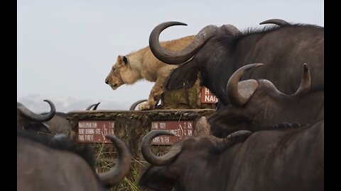 Buffalo Herd Surrounds Lonely Lion