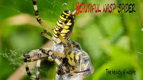 Wasp spider in a web / Wasp spider eats another insect / beautiful arachnid in nature