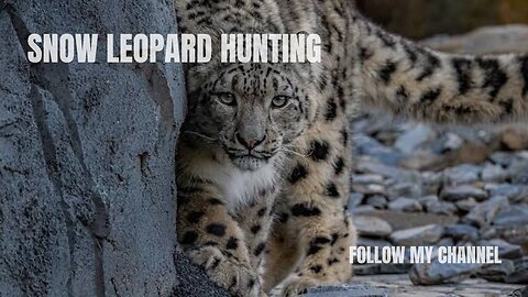 Snow Leopard Hunting ||Animal Videos||