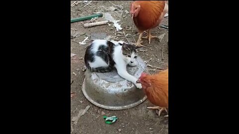 Cat and hen funny video 😅#short #shortsvideo #funny #animals