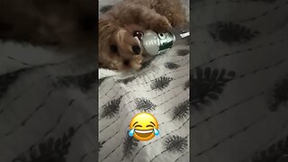 Cute dog talking /Drinking bottle water