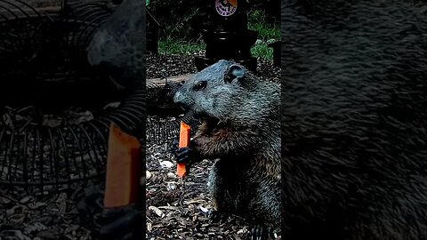 Fab Five Freddy the Groundhog #nature #funnyanimals #shorts