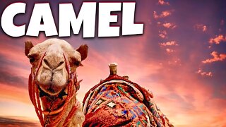 SHIP OF THE DESERT | CAMEL | LARGEST TERRESTRIAL MAMMALS | HUMPS | SPECIES OF CAMELS | DESERT