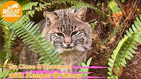 Big Cat Rescue LIVE Q&A with Brittany at Big Cat Rescue 12 14 2022