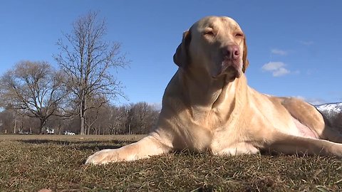 Permanent off-leash dog area is coming to Ann Morrison Park in Boise