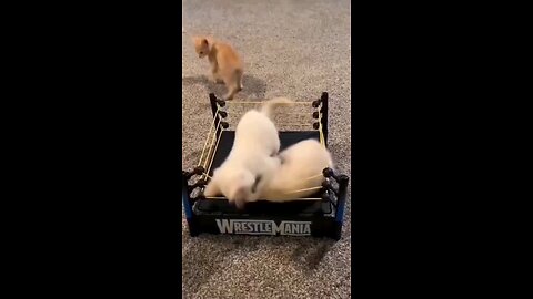"Clash of the Titans: Epic WWE Battle – Cat vs. Dog Showdown!"