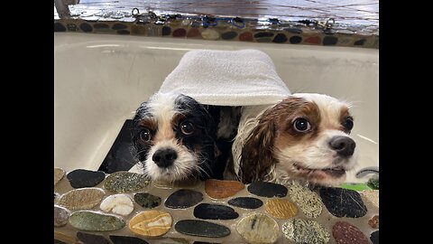 Our Cavaliers Bath after beach day
