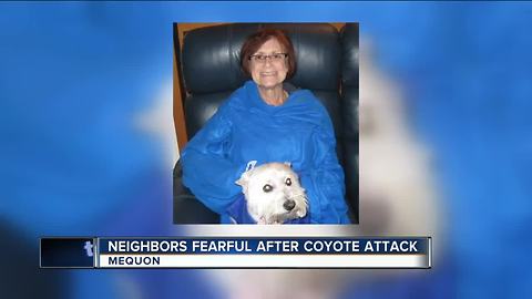 Dog killed by in Mequon after family of coyotes found living in nearby yard