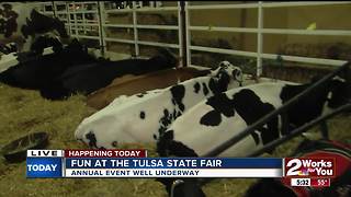 Hulbert cattle exhibitor showcasing at Tulsa State Fair