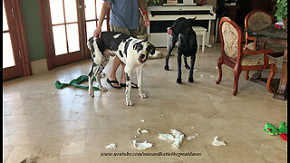 Great Dane puppy makes naughty mess while alone
