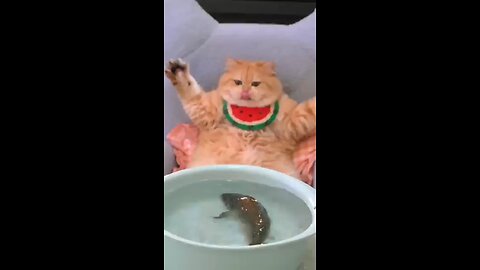 Cat cookig fish