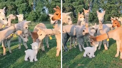 Suspicious alpacas get spooked out by plushie toy