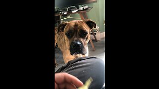 Watch Cute puppy’s eating chips it they are such good doggies