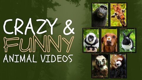 Funny Animal Video | Funny Video | Meams Video