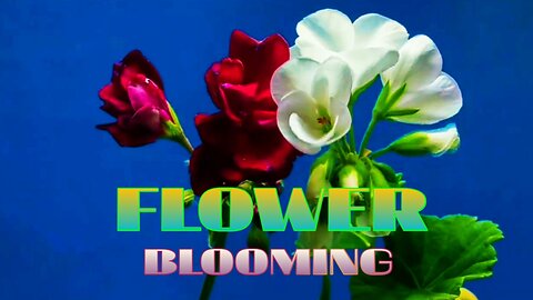 Beauty Of Flower Blooming With Relaxing Music |