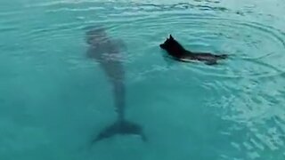 Dolphin and Dog Incredibly Play in the Water Together