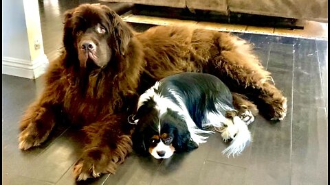 Adorably Funny Morning Talk With Newfie And Cavalier