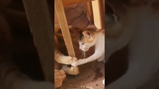 Funny Cat Fight #catshorts #catfight #funnycats #funnycatfight