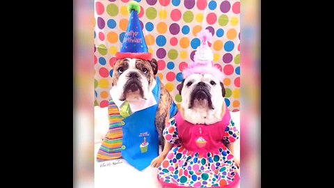 English Bulldogs Show Off Their Hysterical Halloween Costumes