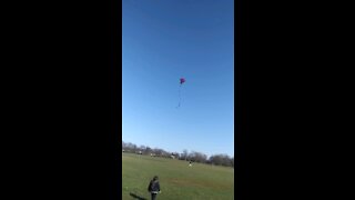 Kite flying in a clear blue sky