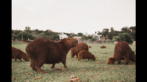 Interesting CAPYBARA Assault IN BRAZIL !!!!!