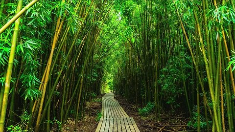 Reveal the Secret to a Deeper Meditation with Bamboo Garden Sounds!