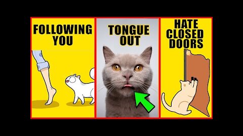 8 Odd Cat Behaviors Explained