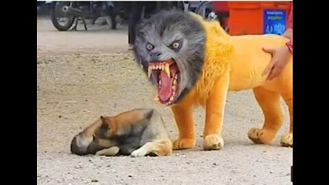 Troll Prank Dog Funny & fake Lion and Fake Tiger Prank To dog & Huge Box Prank to dog