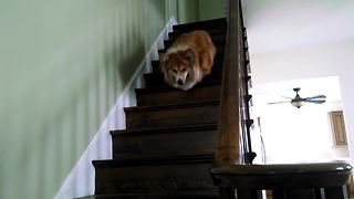 Fluffy corgi needs practice going down stairs