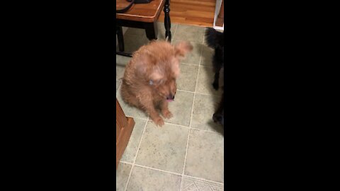 Dog excited to get brisket