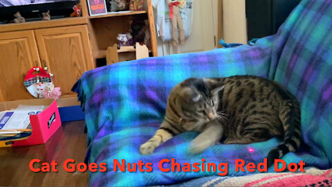 Cat Goes Nuts Chasing Red Dot