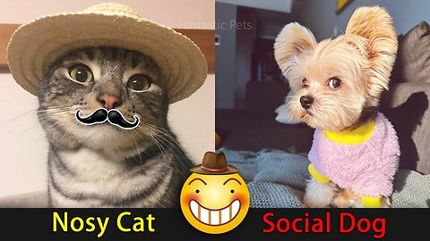 😍 Have a Nice day with Nosy Cats and Affectionate Dogs 😽🐶 Fantastic Pets Where to Find 53th 🤣😂