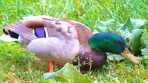 Another Mallard Duck Male Drake Doing Some Foraging