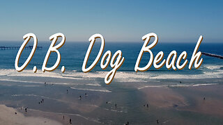 O. B. Dog Beach