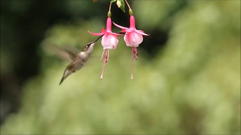 Ruby-throated hummingbird feeds on a flower