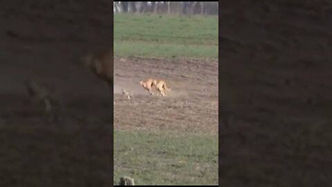 Part 4 unbelievable 😱 Hare 🐇 with high speed chasing from two Greyhounds Dogs 🐕 Galgos y liebres