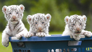 Newborn White Bengal Tiger Cubs