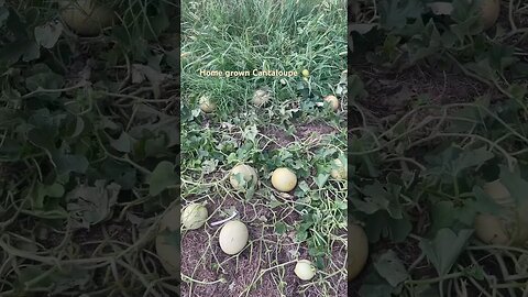 Home 🏡 grown cantaloupe 🍈 #oklahoma #cantaloupe #Zomi #farm #homestead