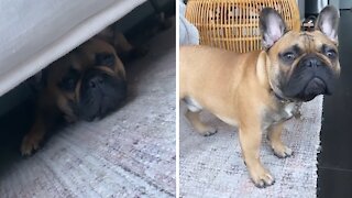 Frenchie Has Priceless Reaction Every Time He Hears The Word "Treat"